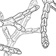 Tetraclinis articulata